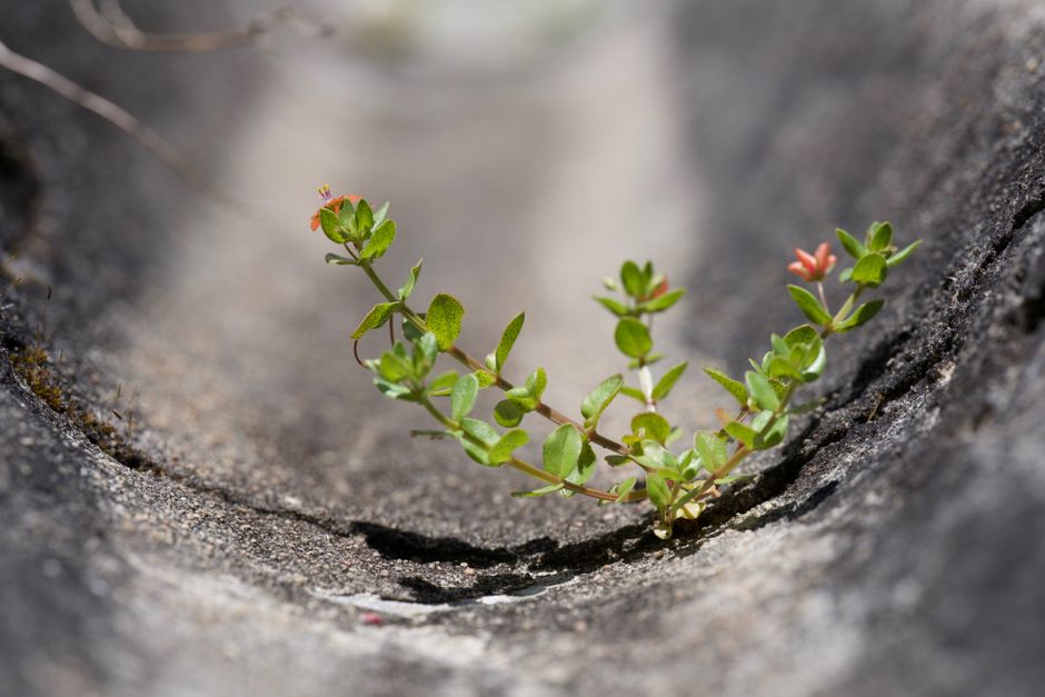 Building Mental Fortitude for Leaders