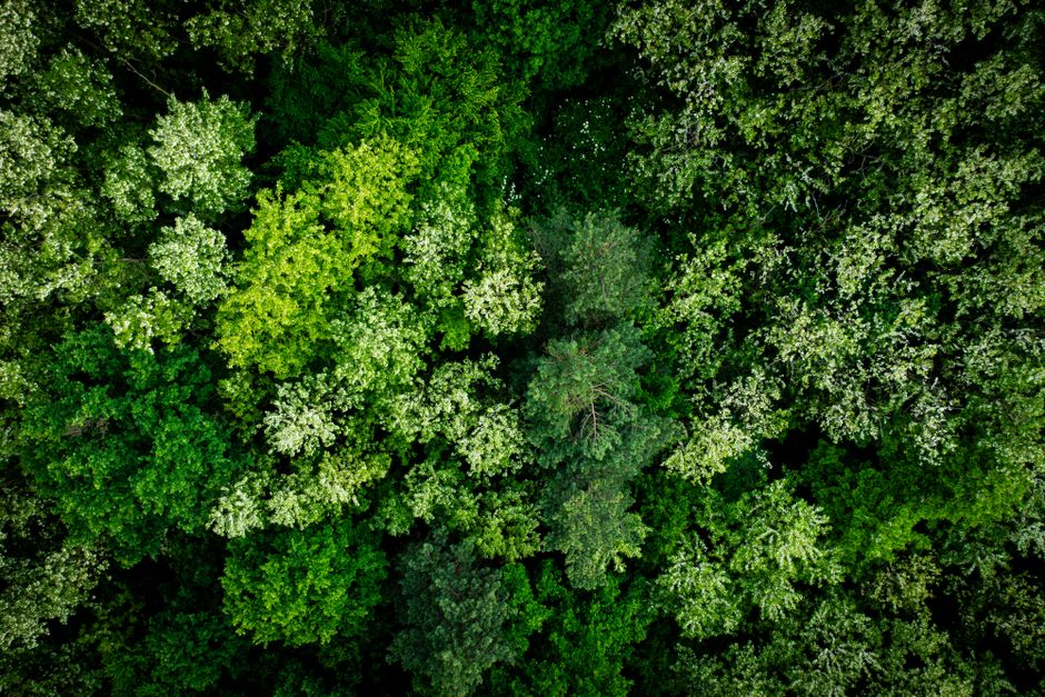 5 ESG Comms Skills to Defuse Greenwashing (With Script)